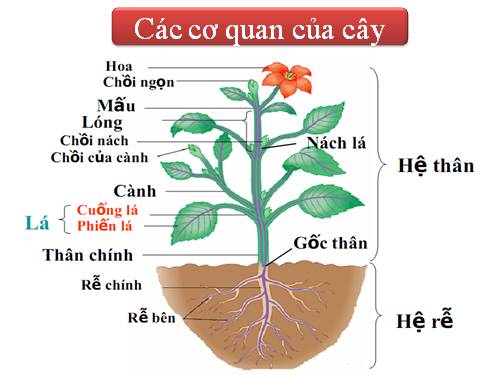 cơ quan dinh dưỡng "Lá"