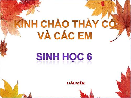 Bài 48. Vai trò của thực vật đối với động vật và đối với đời sống con người