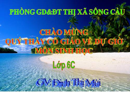 Bài 21. Quang hợp