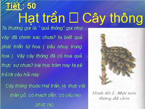 Bài 40. Hạt trần - Cây thông