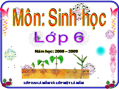 Bài 42. Lớp Hai lá mầm và lớp Một lá mầm