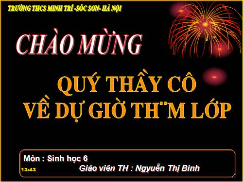Bài 40. Hạt trần - Cây thông