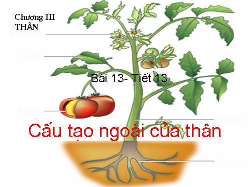 Bài 13. Cấu tạo ngoài của thân