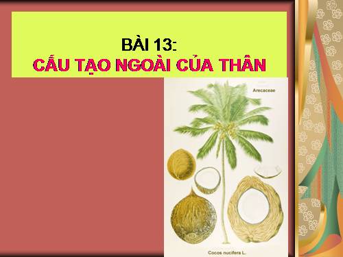 Bài 13. Cấu tạo ngoài của thân