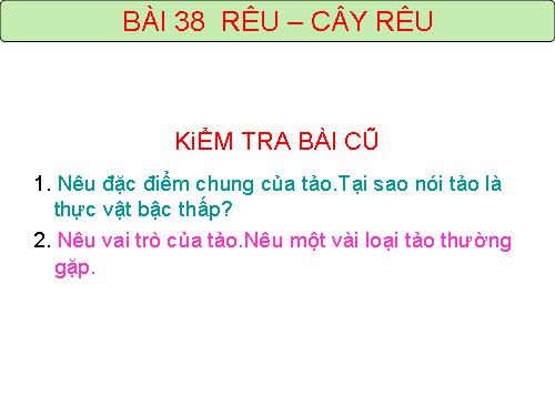 Bài 38. Rêu - Cây rêu