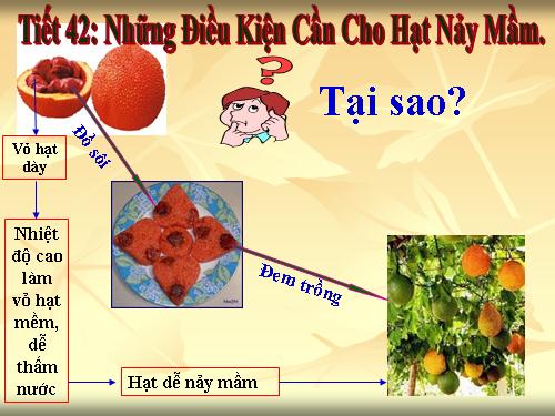 Bài 35. Những điều kiện cần cho hạt nảy mầm