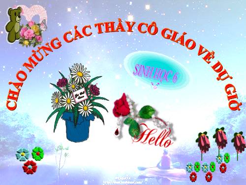 Bài 32. Các loại quả