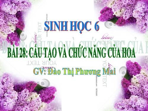 Bài 28. Cấu tạo và chức năng của hoa