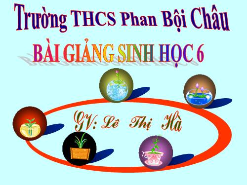 Bài 28. Cấu tạo và chức năng của hoa