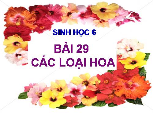 Bài 29. Các loại hoa