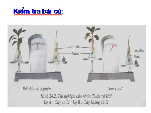 Bài 25. Biến dạng của lá