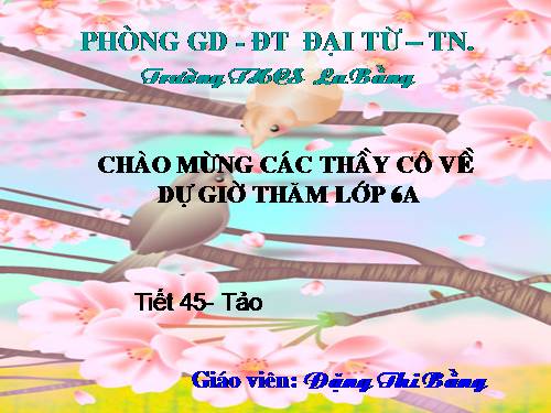 Bài 37. Tảo