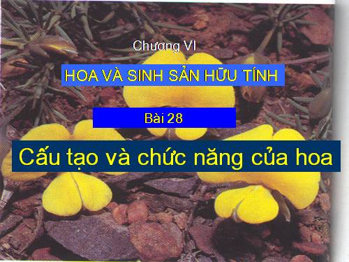 Bài 28. Cấu tạo và chức năng của hoa