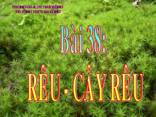 Bài 38. Rêu - Cây rêu