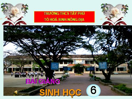 Bài 26. Sinh sản sinh dưỡng tự nhiên