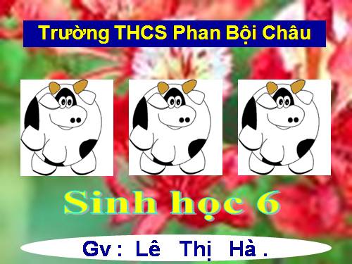 Bài 24. Phần lớn nước vào cây đi đâu?