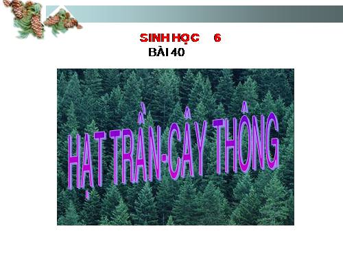 Bài 40. Hạt trần - Cây thông