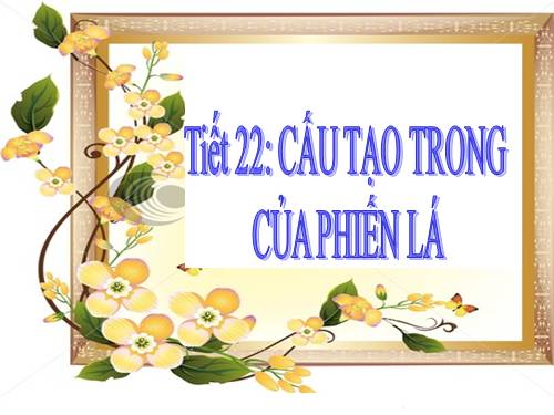 Bài 20. Cấu tạo trong của phiến lá
