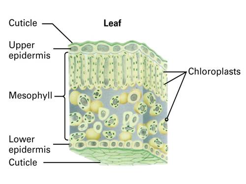 CẤU TẠO LỤC LẠP