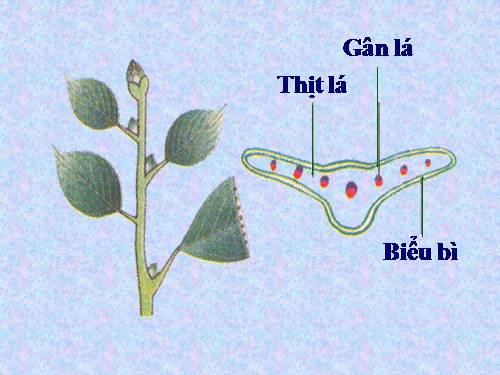 Bài 20. Cấu tạo trong của phiến lá