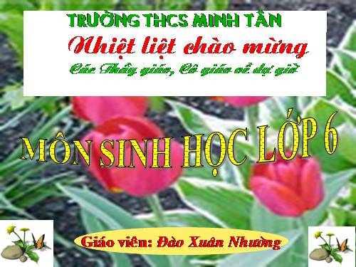 Bài 20. Cấu tạo trong của phiến lá