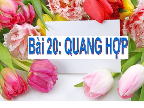 Bài 21. Quang hợp