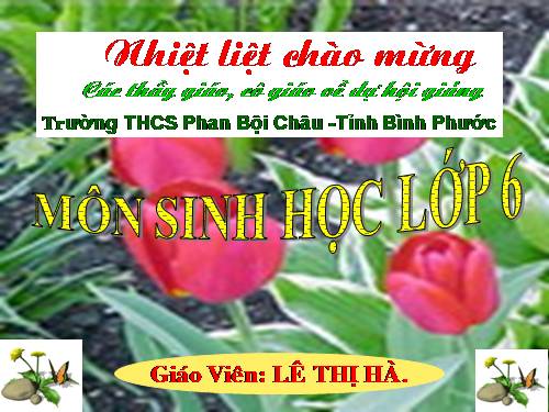 Bài 20. Cấu tạo trong của phiến lá