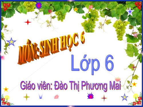 Bài 20. Cấu tạo trong của phiến lá