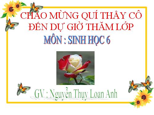 Bài 9. Các loại rễ, các miền của rễ