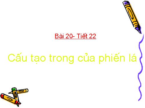 Bài 20. Cấu tạo trong của phiến lá