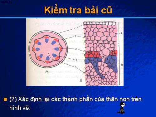 Bài 16. Thân to ra do đâu ?