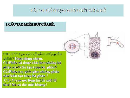 Bài 10. Cấu tạo miền hút của rễ