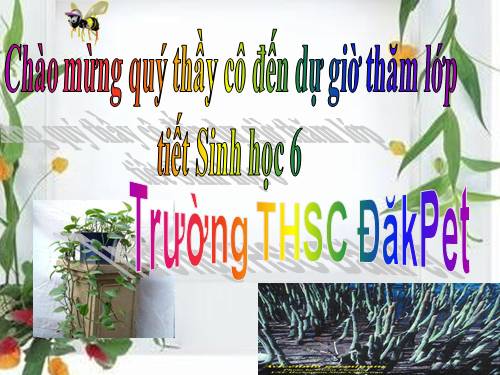 Bài 12. Biến dạng của rễ