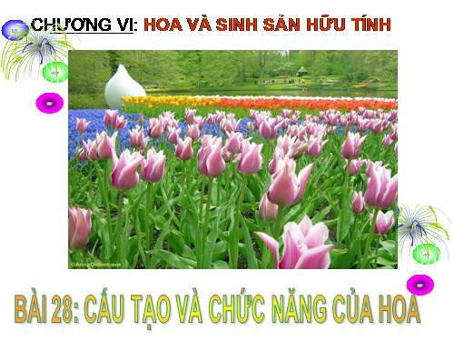 Bài 28. Cấu tạo và chức năng của hoa