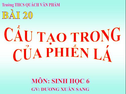 Bài 20. Cấu tạo trong của phiến lá