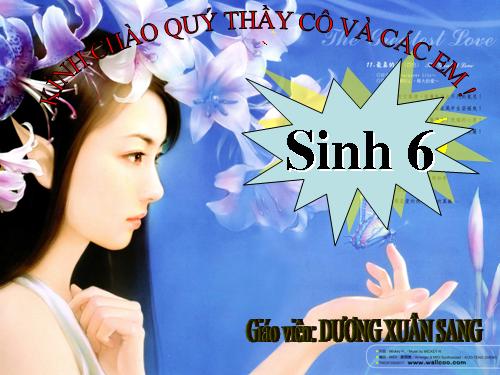 Bài 15. Cấu tạo trong của thân non