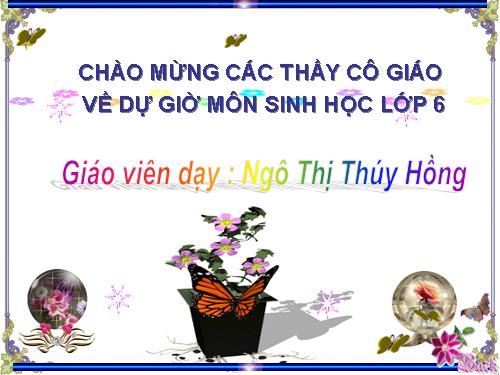 Bài 11. Sự hút nước và muối khoáng của rễ