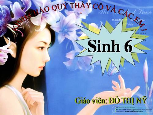 Bài 15. Cấu tạo trong của thân non