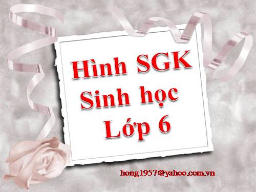 Hình SGK Sinh học lớp 6