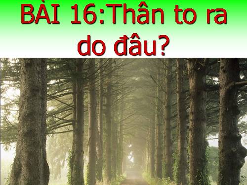 Bài 16. Thân to ra do đâu ?