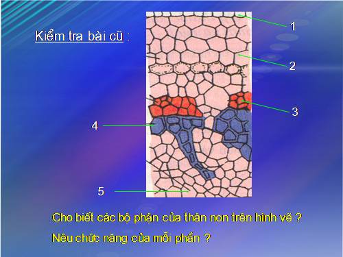 Bài 16. Thân to ra do đâu ?