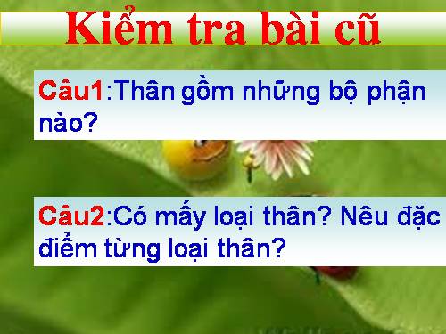 Bài 14. Thân dài ra do đâu ?