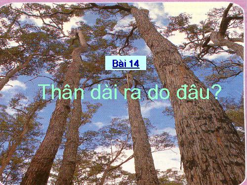 Bài 14. Thân dài ra do đâu ?