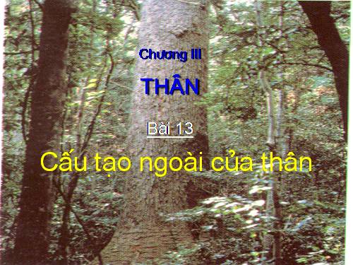 Bài 13. Cấu tạo ngoài của thân