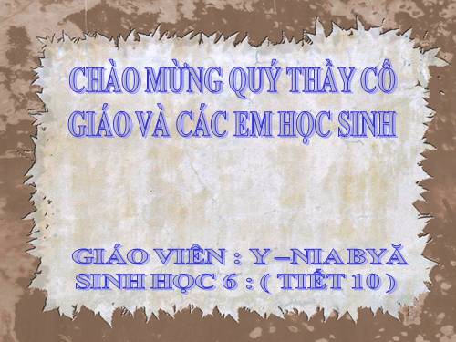 Bài 11. Sự hút nước và muối khoáng của rễ