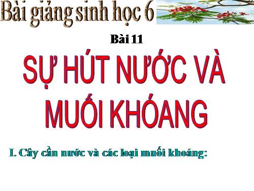 Bài 11. Sự hút nước và muối khoáng của rễ