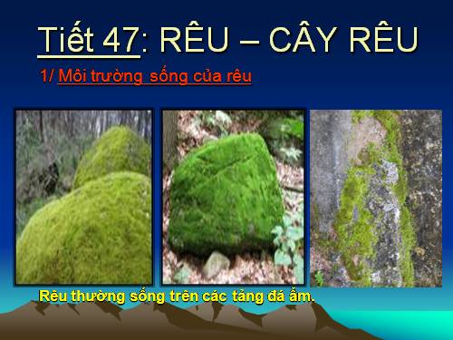 Bài 38. Rêu - Cây rêu