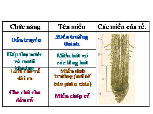 Bài 10. Cấu tạo miền hút của rễ