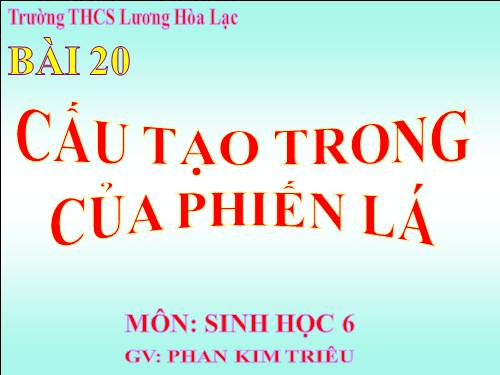 Bài 20. Cấu tạo trong của phiến lá