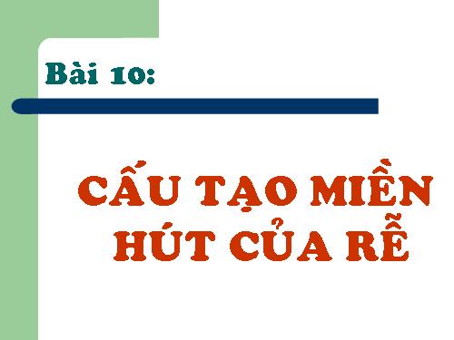 Bài 10. Cấu tạo miền hút của rễ